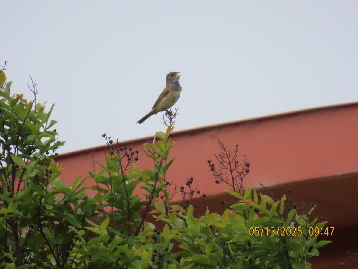 Blue Grosbeak - ML635708756