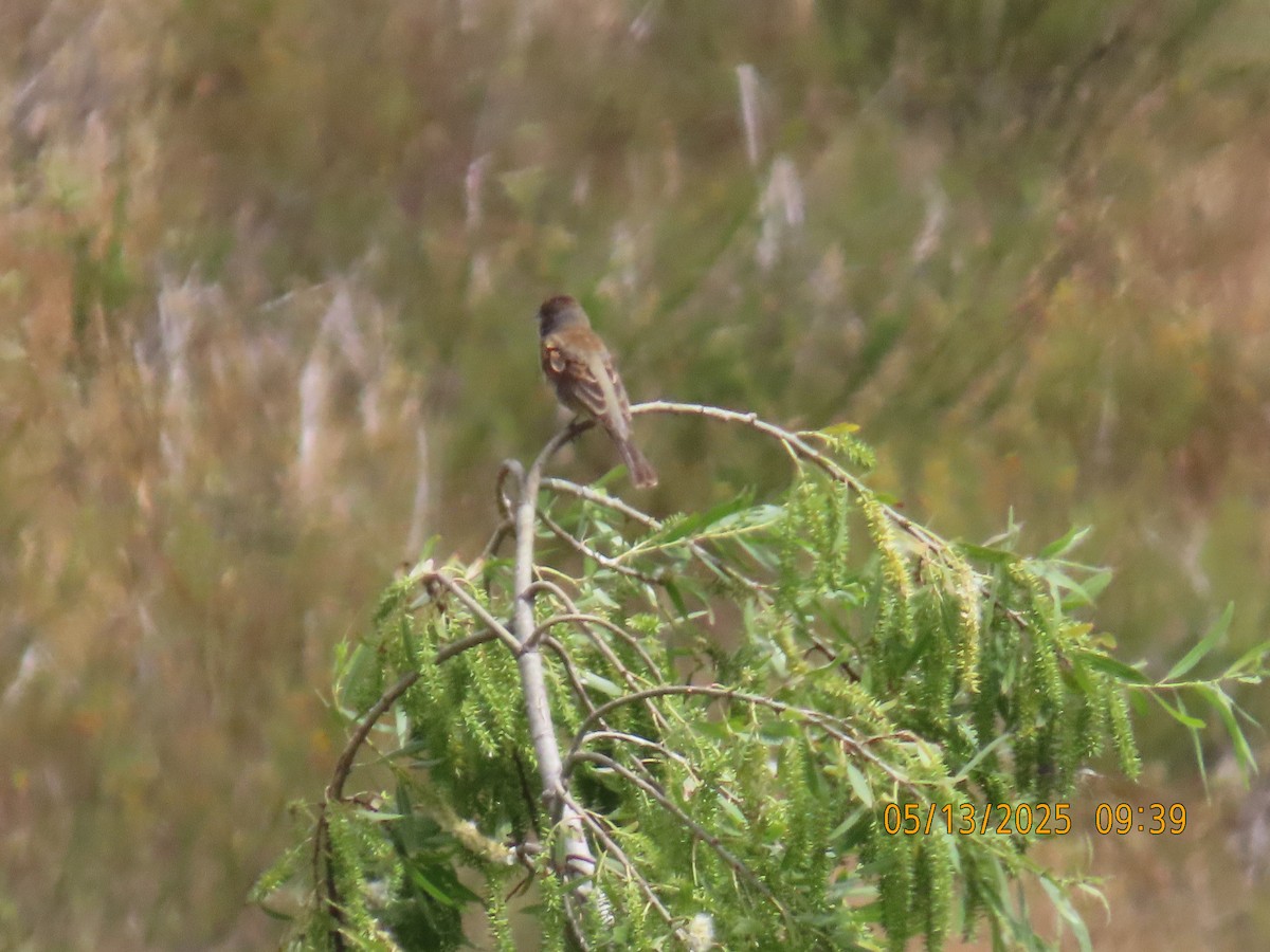 Blue Grosbeak - ML635708757