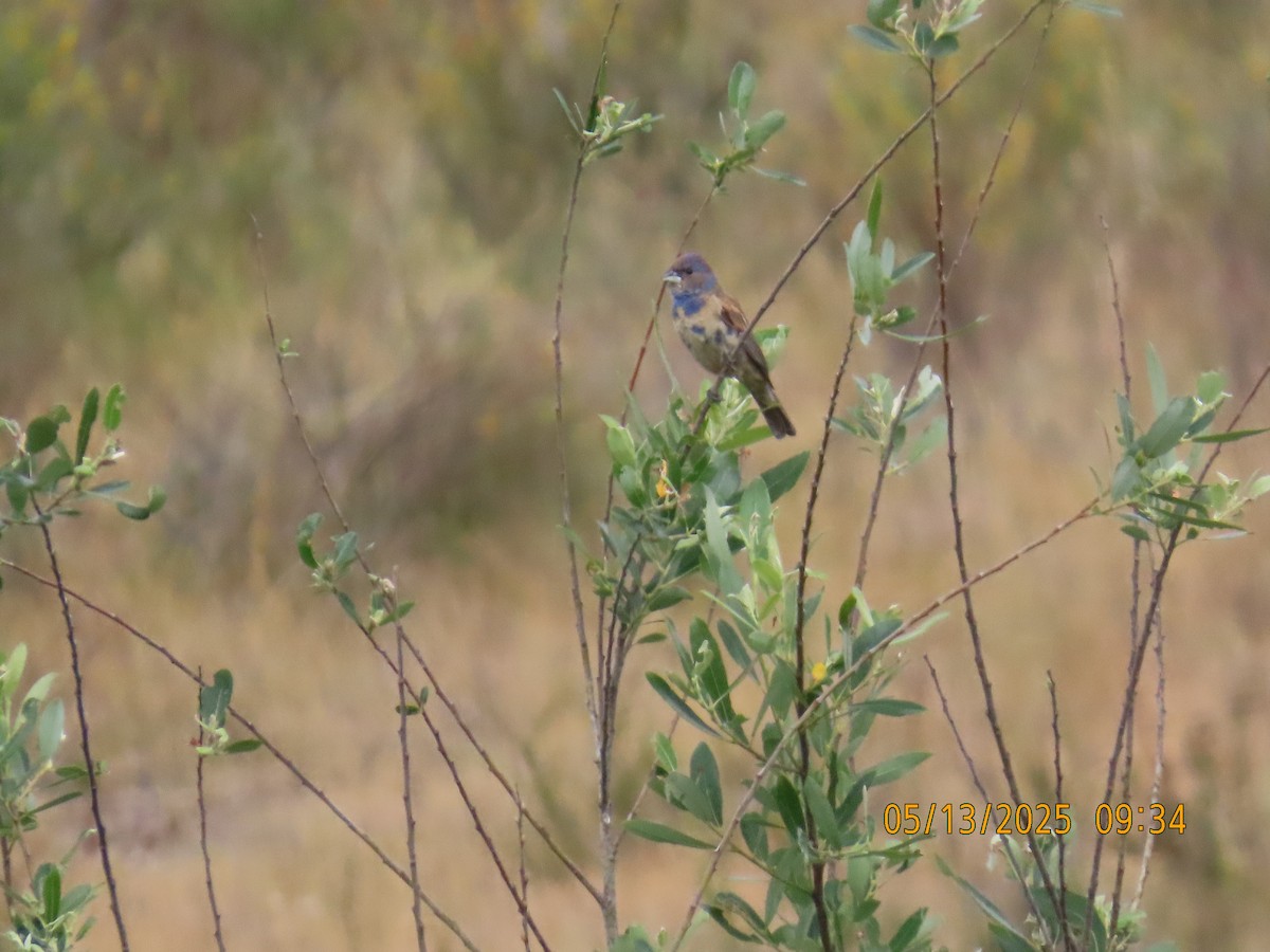 Blue Grosbeak - ML635708758
