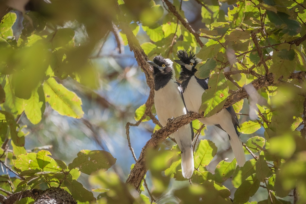 Tufted Jay - ML635708814