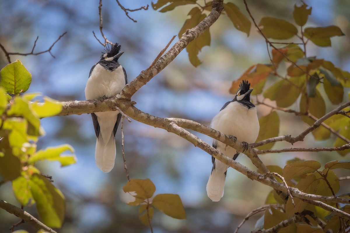 Tufted Jay - ML635708816