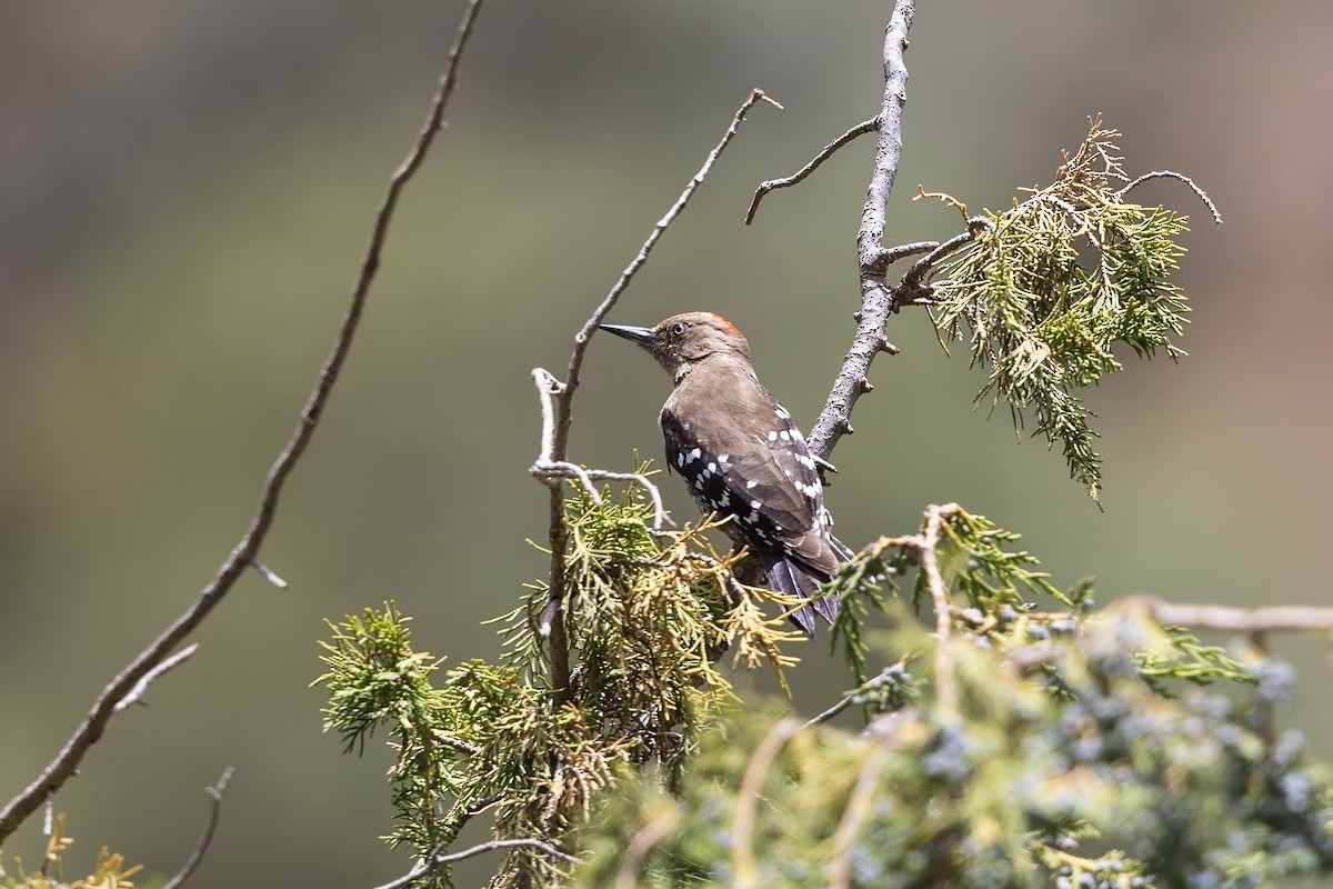 Arabian Woodpecker - ML635708819