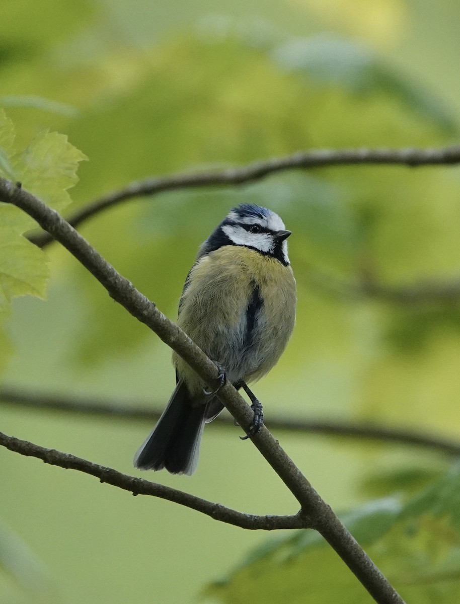 Mavi Baştankara - ML635708821