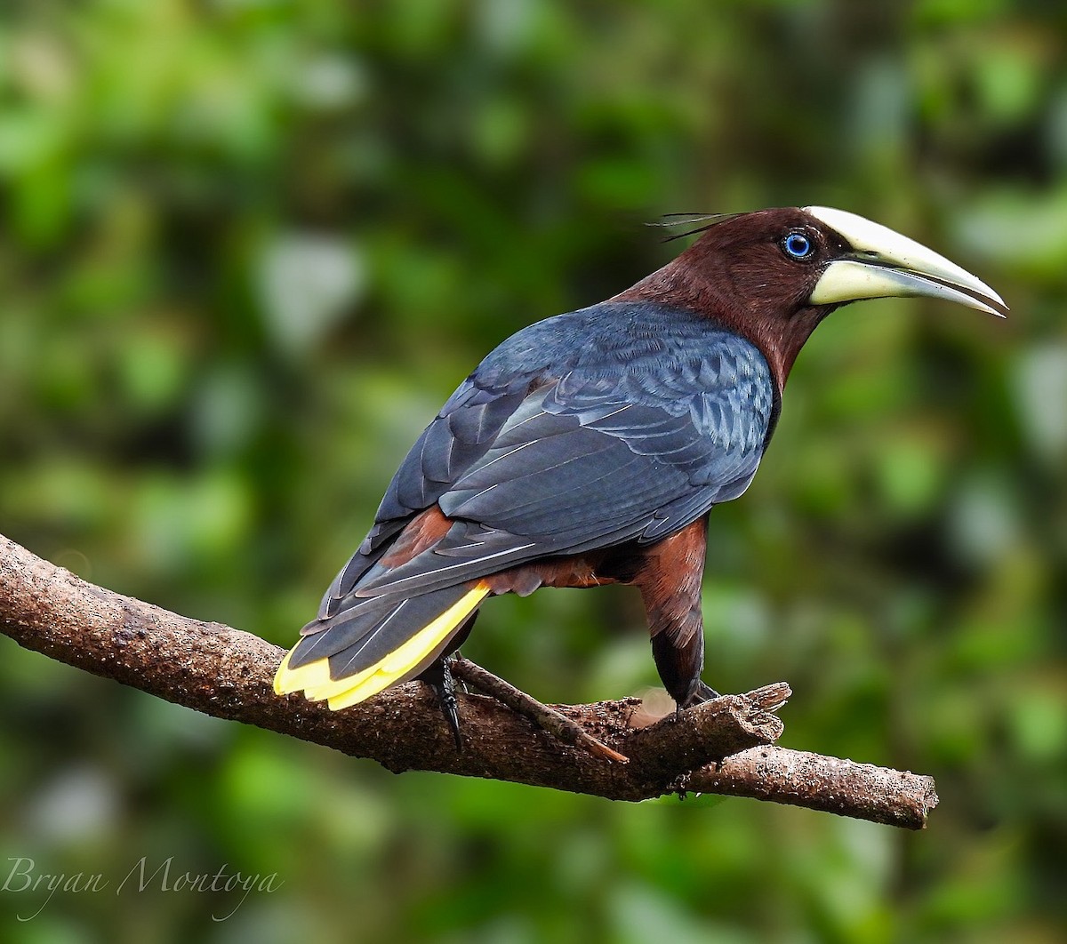Chestnut-headed Oropendola - ML635708830