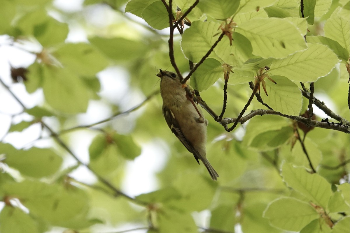 Çalıkuşu - ML635708868