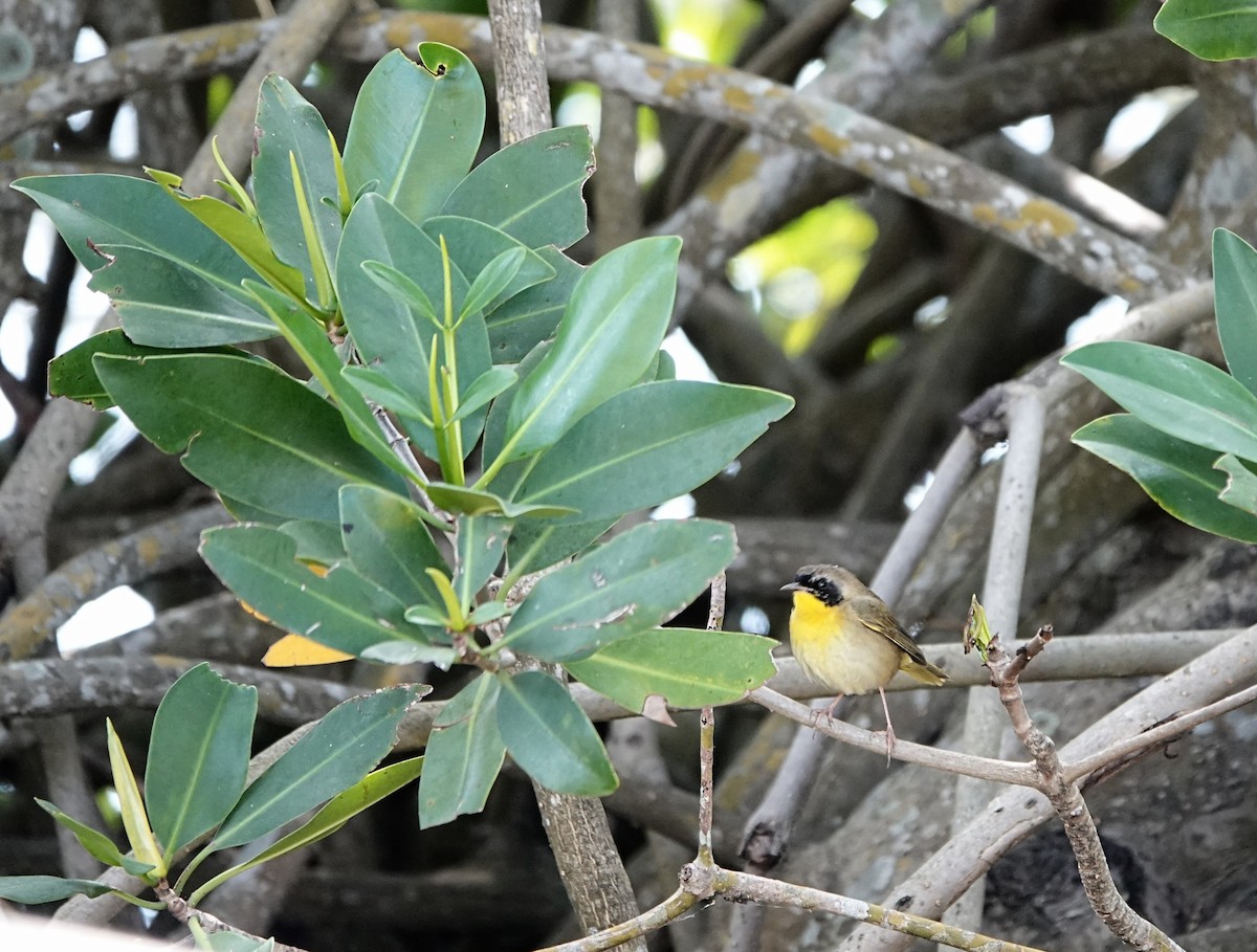 Common Yellowthroat - ML635708870