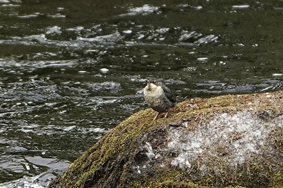 Derekuşu - ML635708923