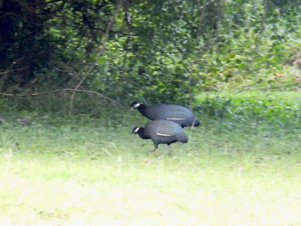 Southern Crested Guineafowl - ML635709049