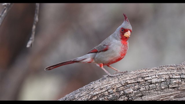 ørkenkardinal - ML635709079