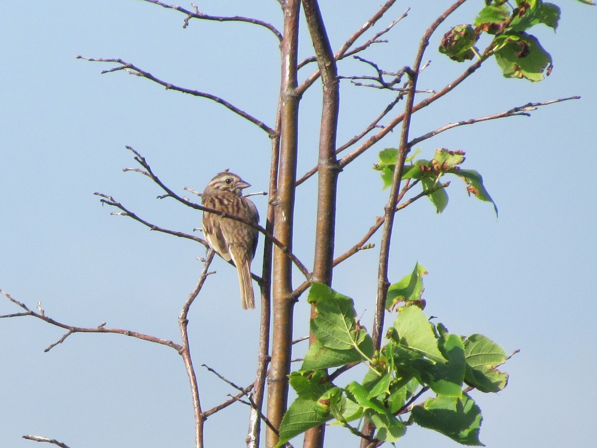 Song Sparrow - ML63570911