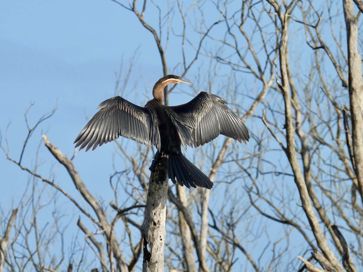 anhinga africká - ML635709112