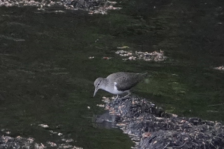 Dere Düdükçünü - ML635709127