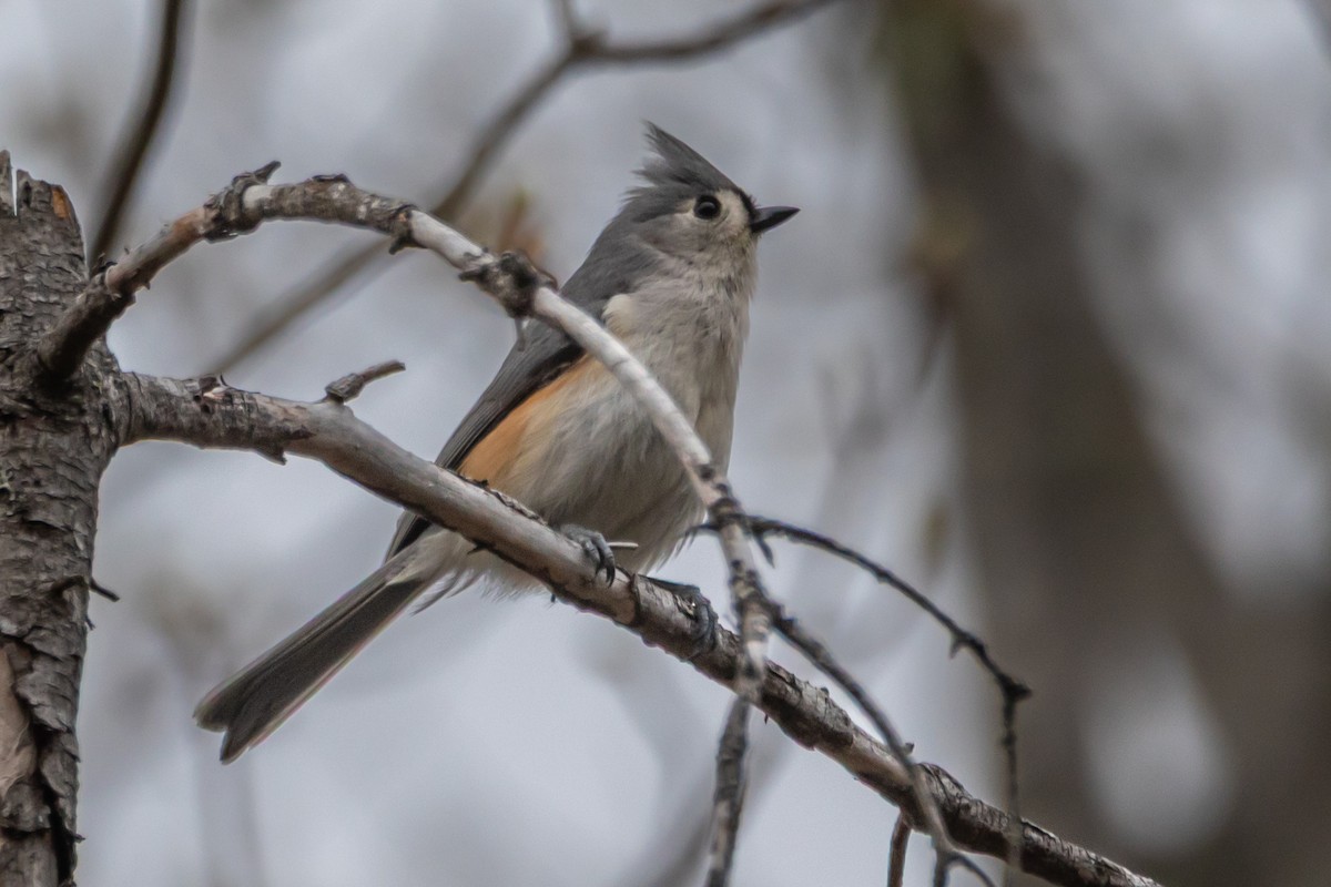 Tufted Titmouse - ML635709174