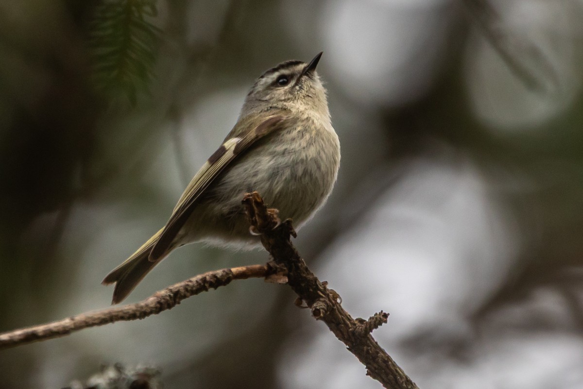 Golden-crowned Kinglet - ML635709185
