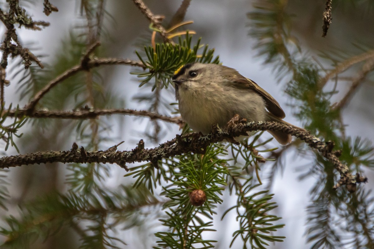 Golden-crowned Kinglet - ML635709186