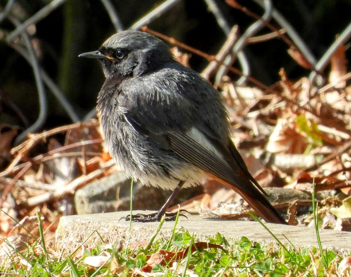 Black Redstart - ML635709362
