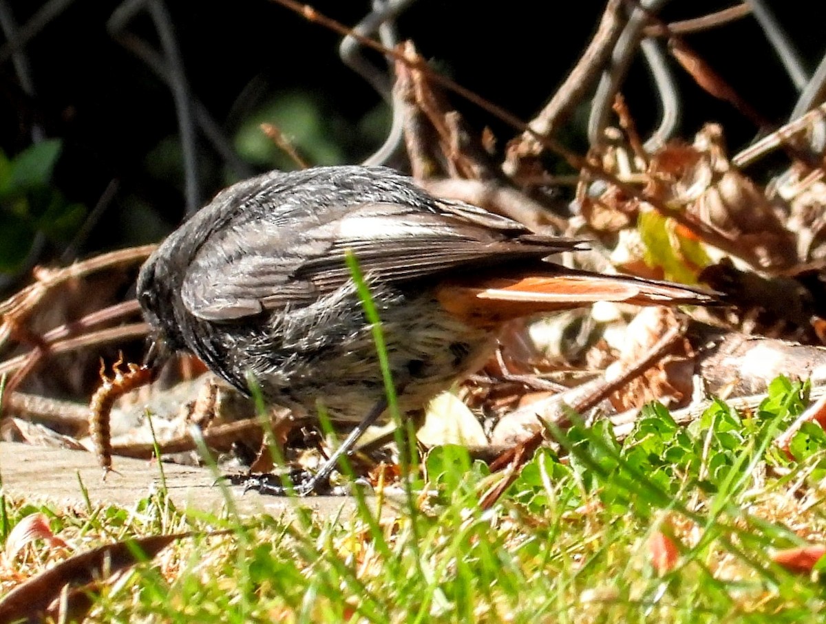Black Redstart - ML635709378