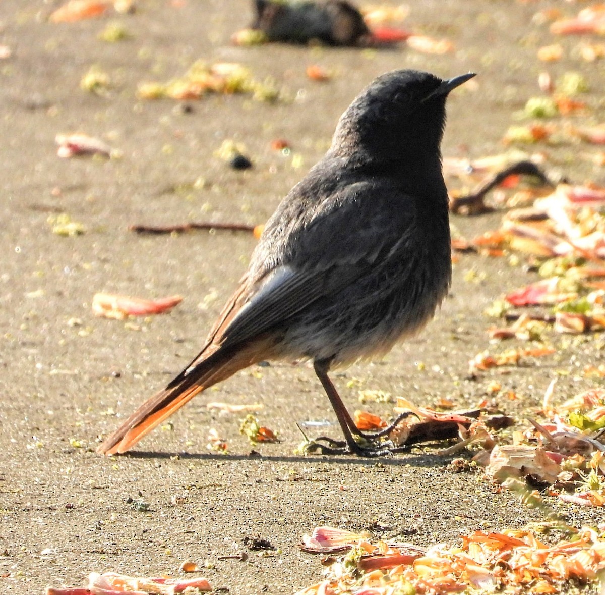 Black Redstart - ML635709379