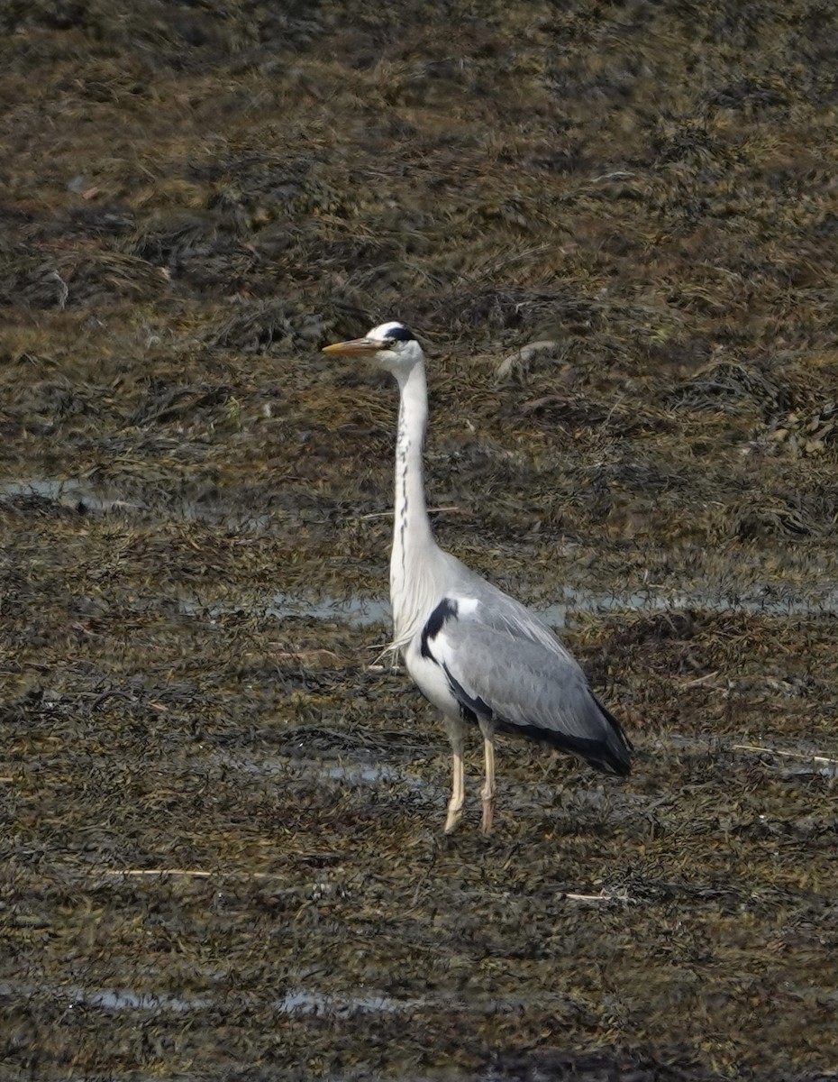 アオサギ - ML635709440