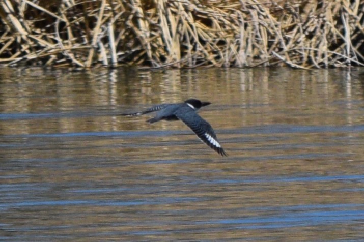 Belted Kingfisher - ML635709460