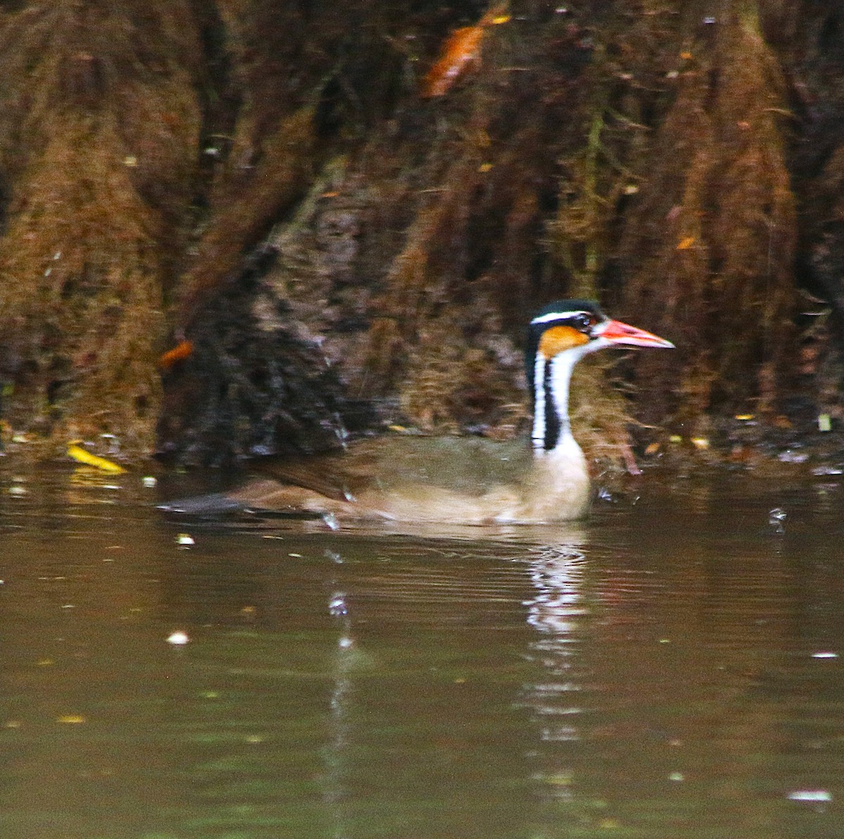 Sungrebe - ML635709569