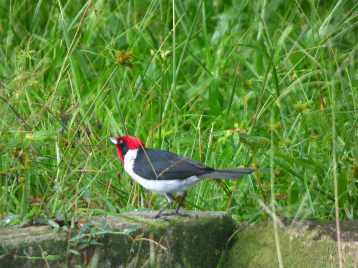 Masked Cardinal - ML635709736