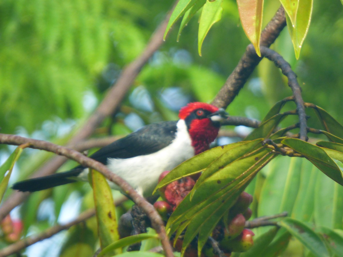 Masked Cardinal - ML635709738