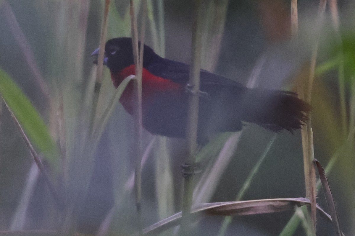 Western Bluebill (Western) - ML635709790