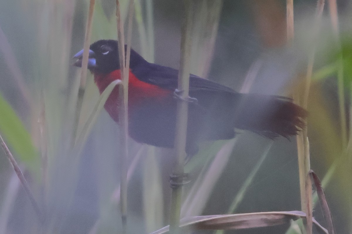 Western Bluebill (Western) - ML635709798