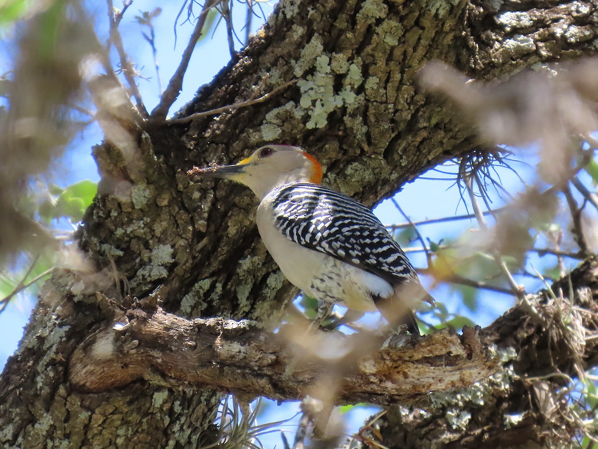 Golden-fronted Woodpecker - ML635709822