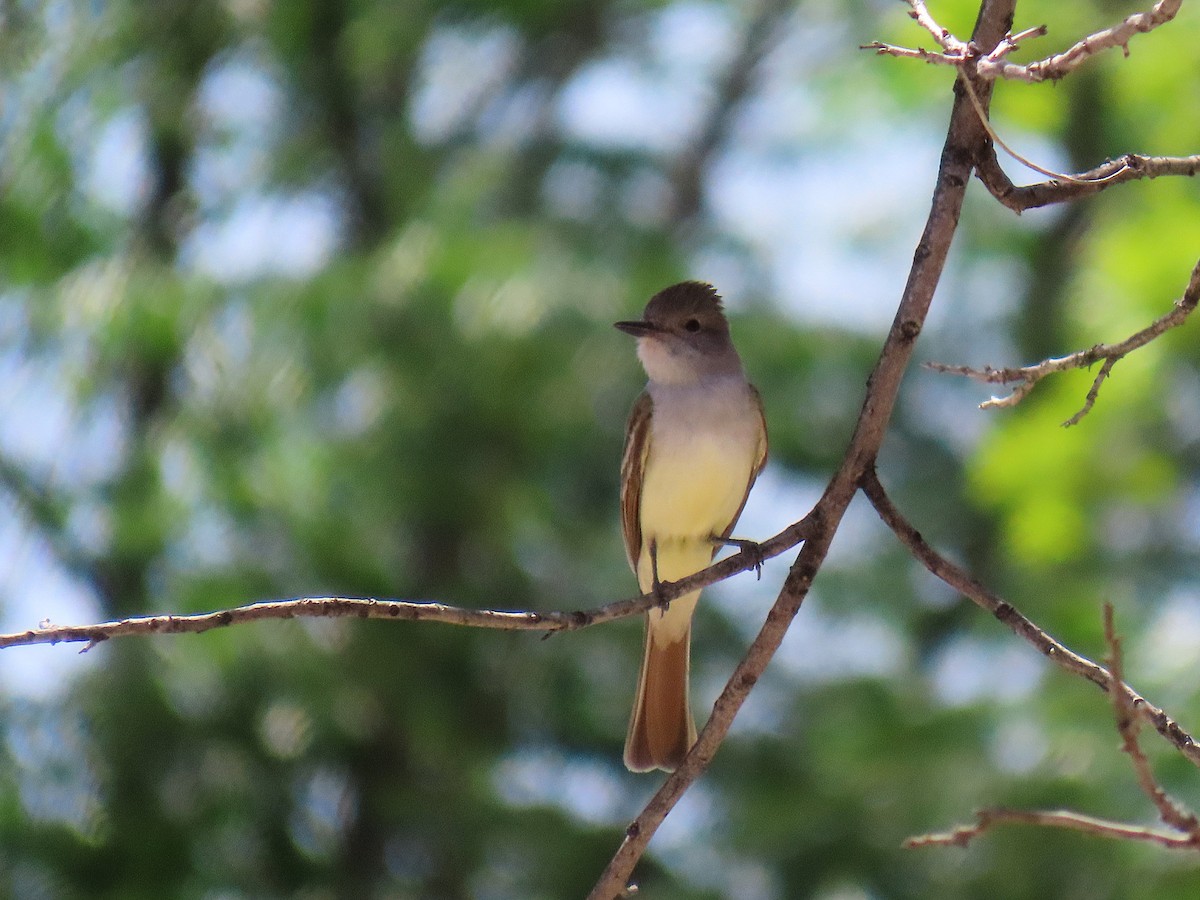 Brown-crested Flycatcher - ML635709850