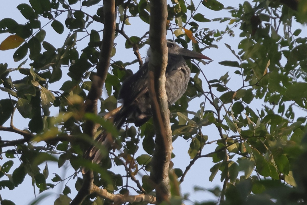 Western Dwarf Hornbill - ML635709853