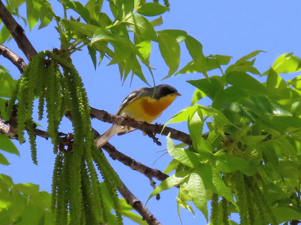 Tropical Parula - ML635709874