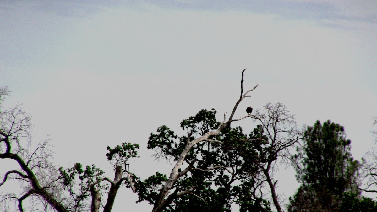 Bald Eagle - ML635709959
