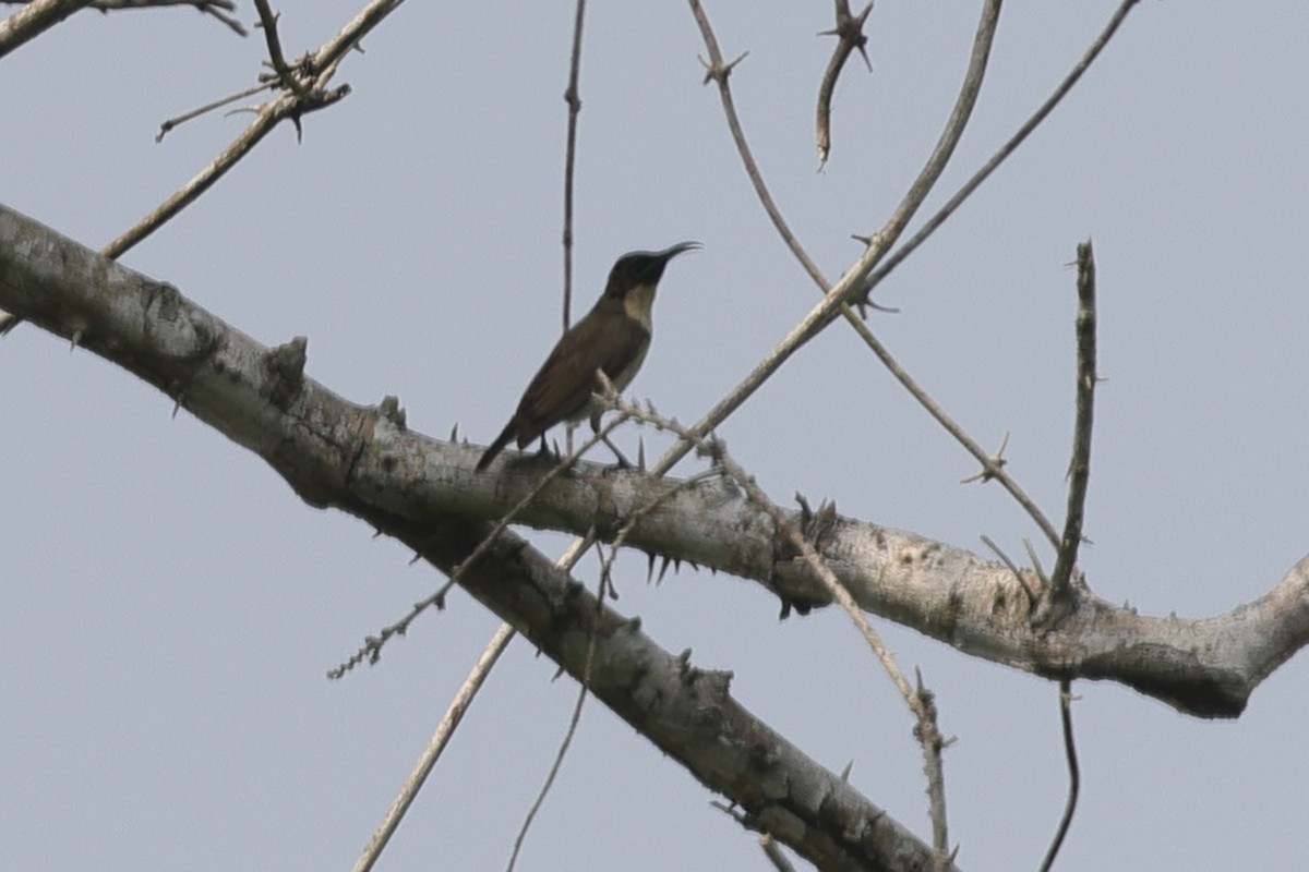 Buff-throated Sunbird - ML635709980