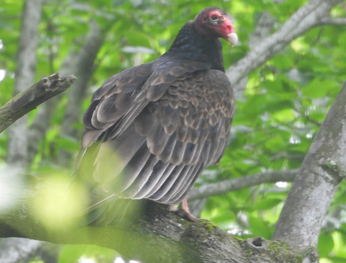 Urubu à tête rouge - ML635709981