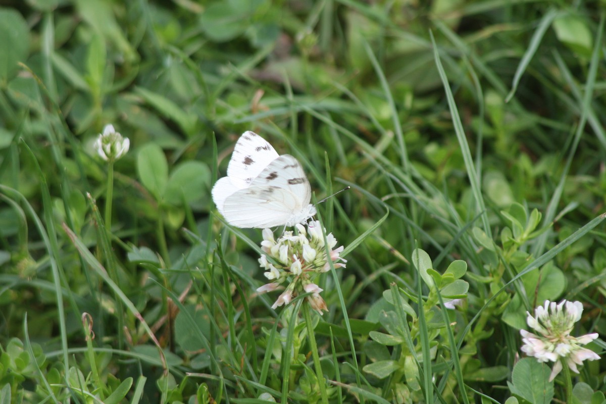 Checkered White - ML635710010