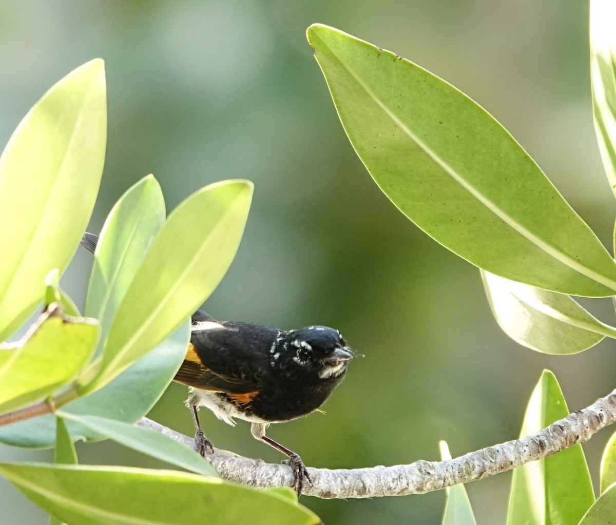 American Redstart - ML635710015