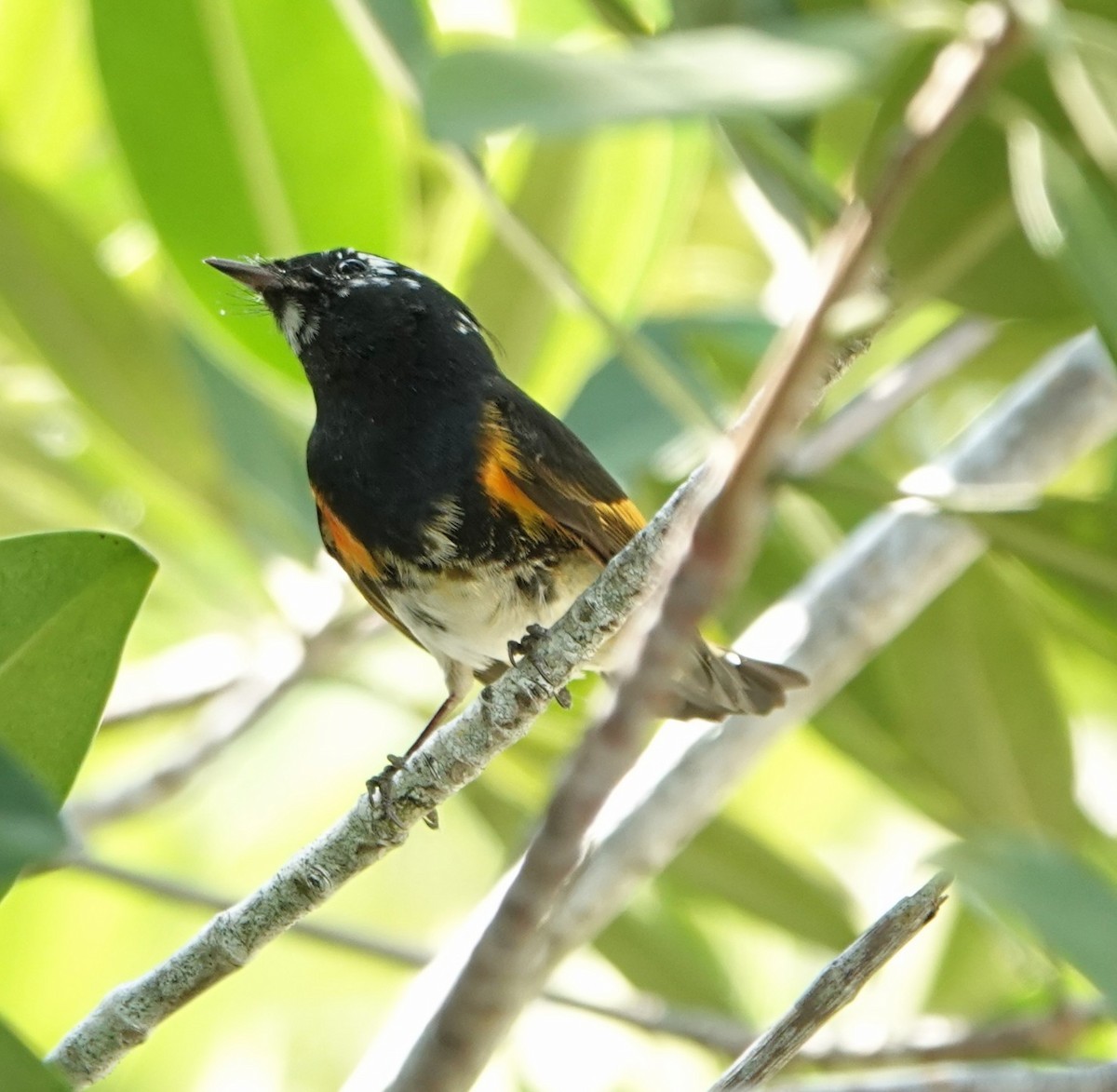American Redstart - ML635710016