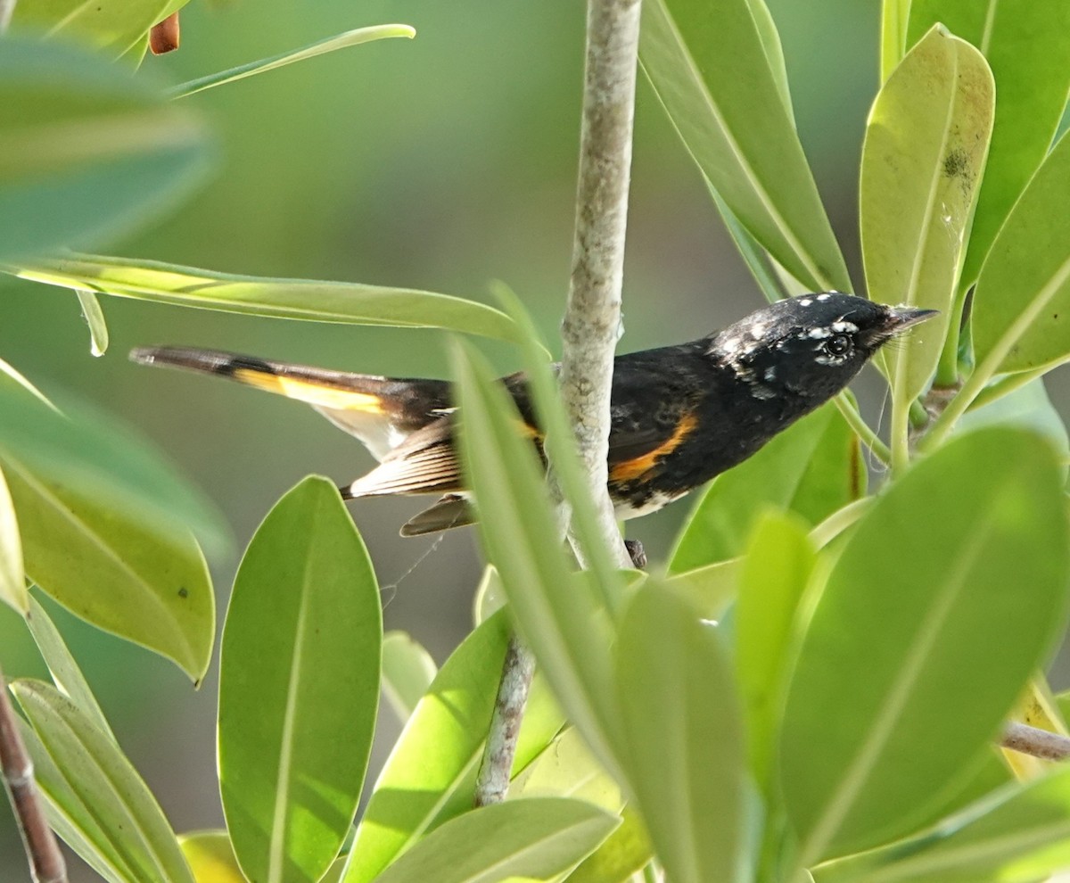 American Redstart - ML635710017