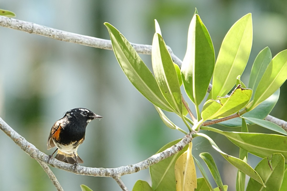 American Redstart - ML635710018
