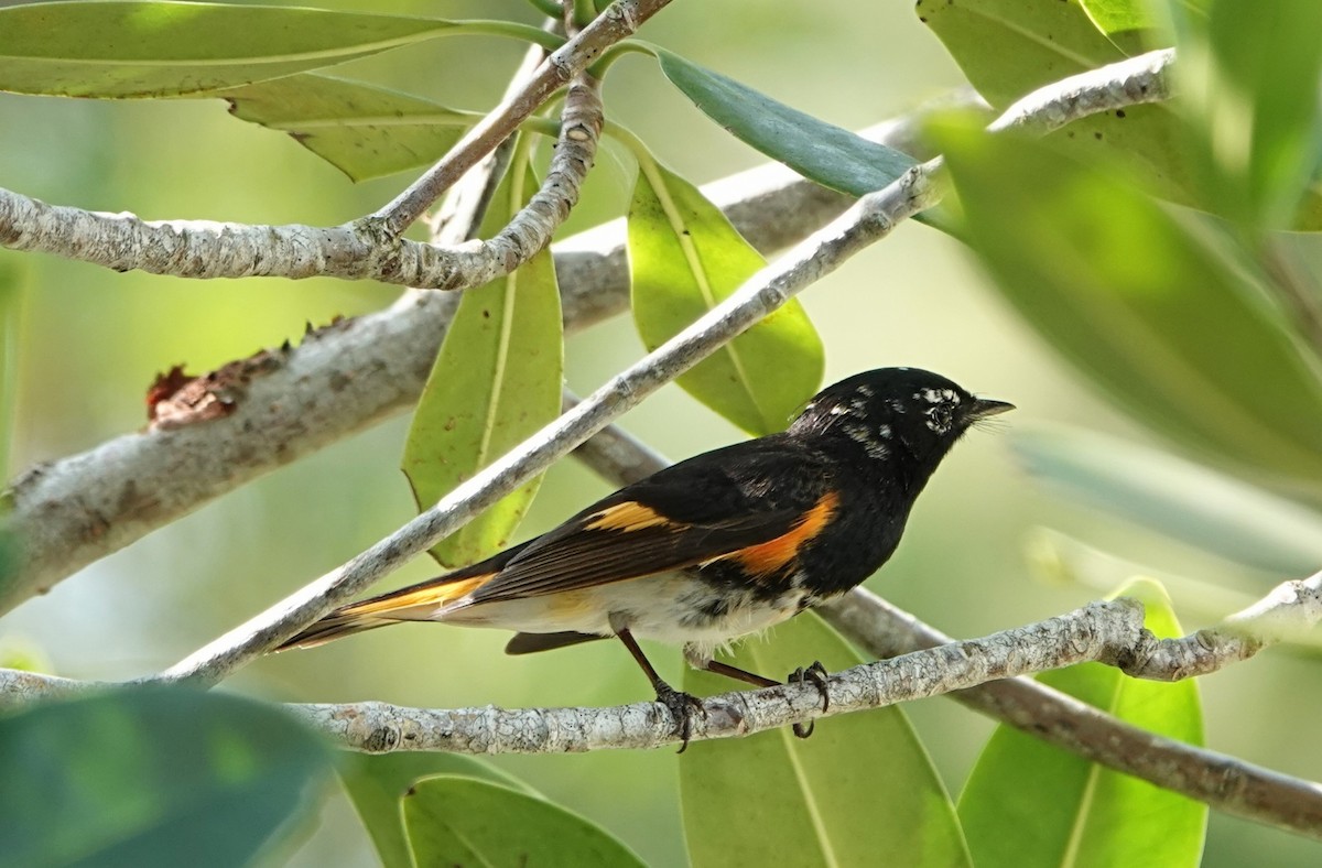 American Redstart - ML635710019