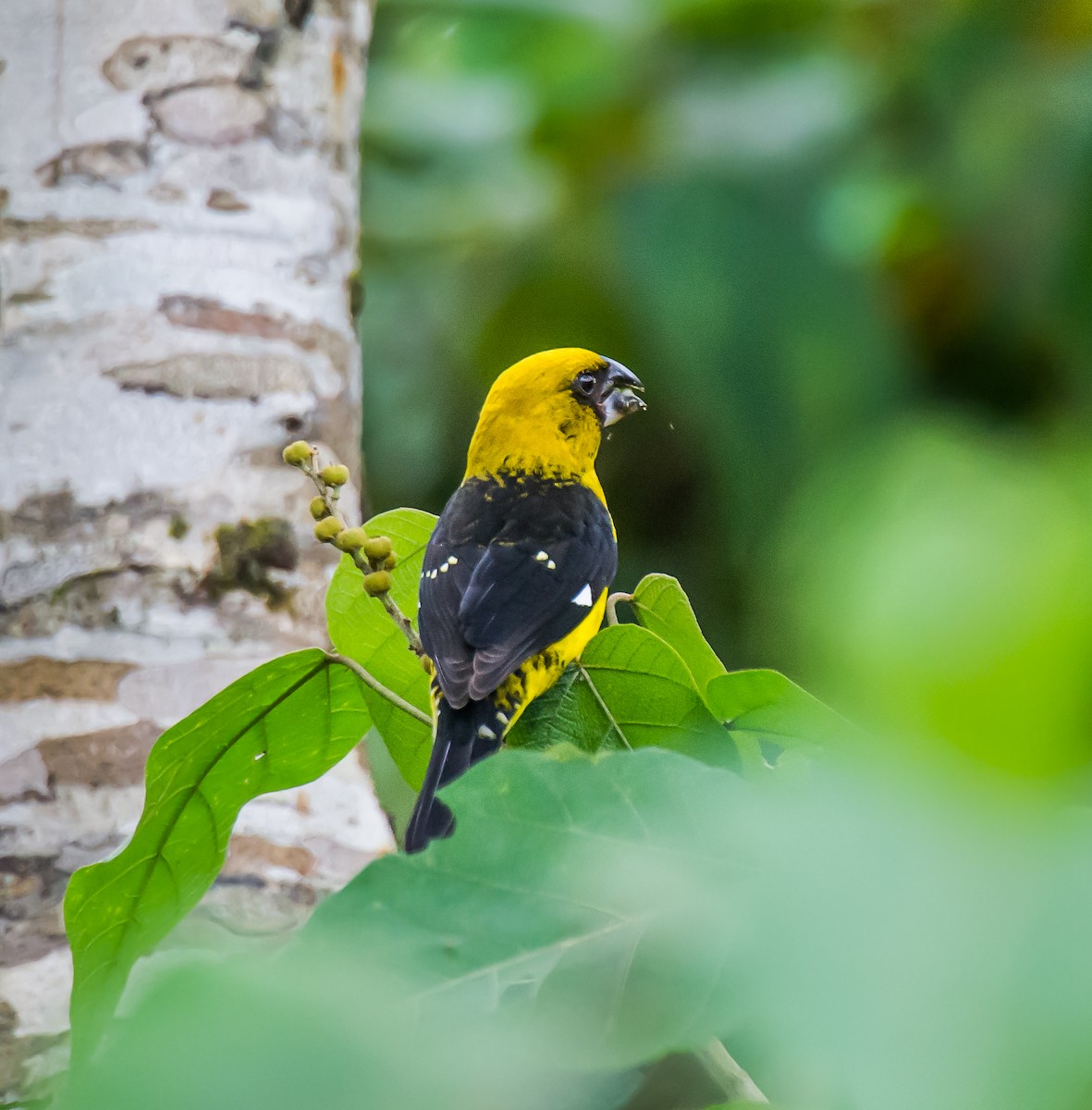 Black-thighed Grosbeak - ML635710064