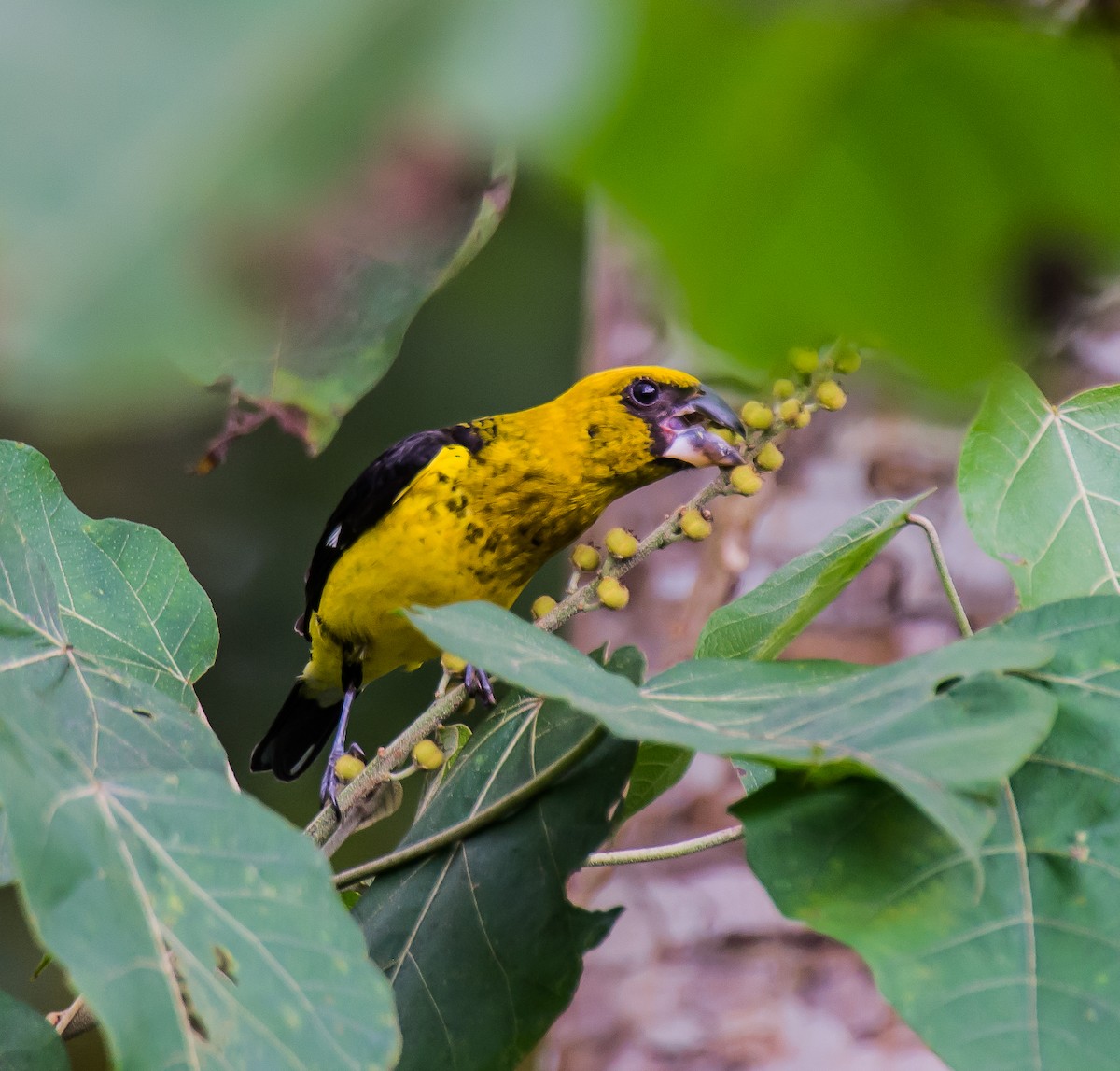 Black-thighed Grosbeak - ML635710066