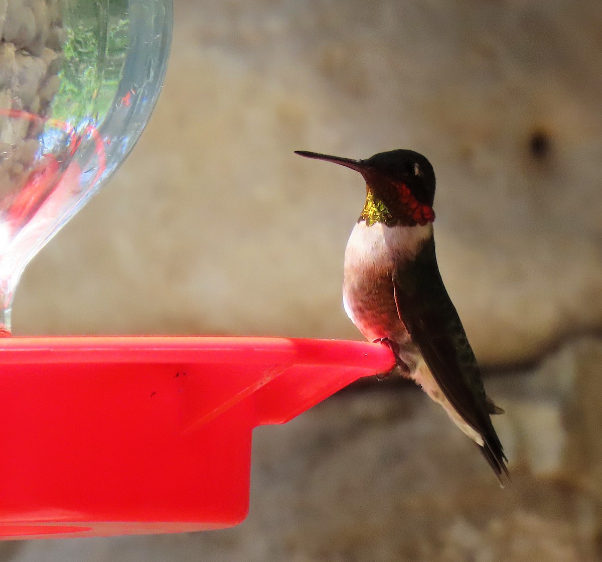 Ruby-throated Hummingbird - ML635710080