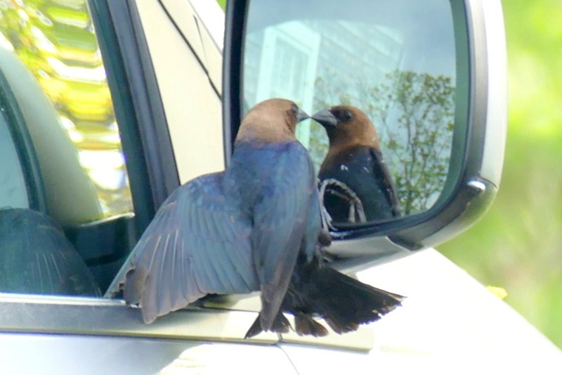 Brown-headed Cowbird - ML635710186