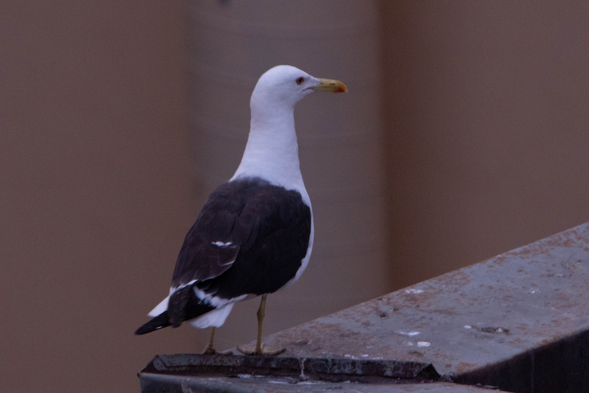 Lesser Black-backed Gull - ML635710328