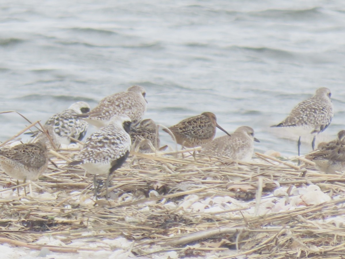 Short-billed Dowitcher (hendersoni) - ML635710336