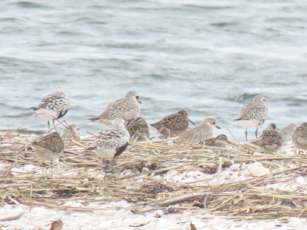 Short-billed Dowitcher (hendersoni) - ML635710337