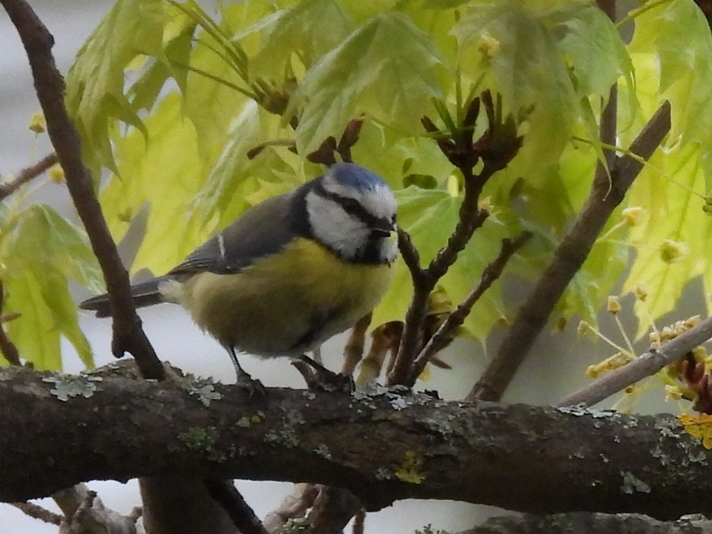 Өрнийн хөх бух - ML635710340